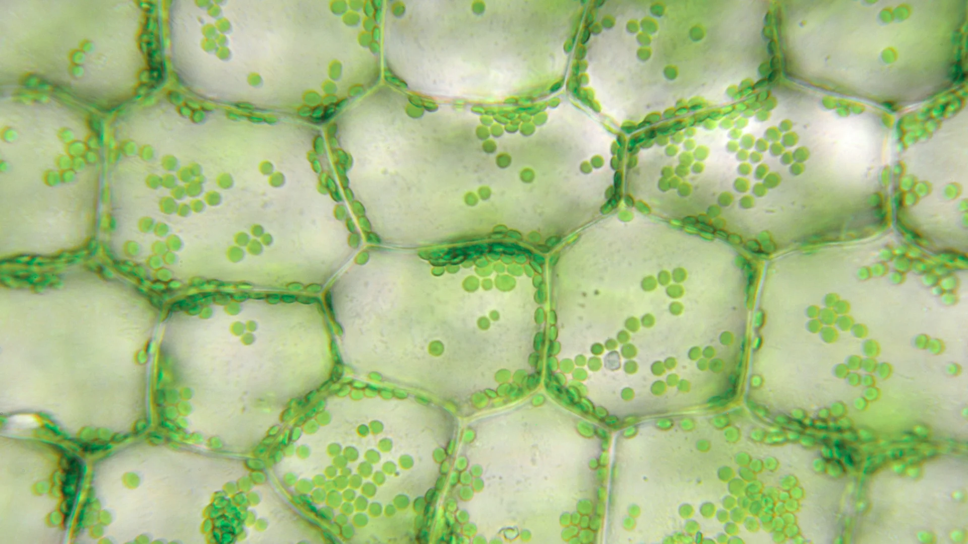 Microscopic plant cells with chloroplasts - representing the biological building blocks of talent
